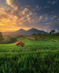 Scenic view of agricultural field against sky during sunset