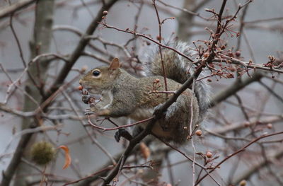 Close-up of squirrel perching on tree