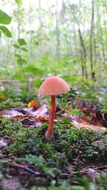 Close-up of mushroom growing in forest