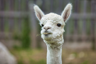 Close-up portrait of alpaca