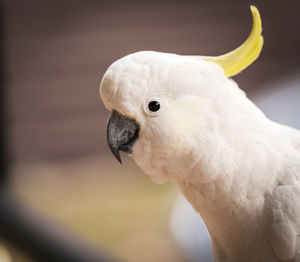 Cheeky cockatoo parrot bird in the australian bush