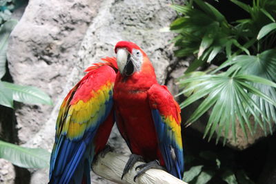 Close-up of parrot perching on branch