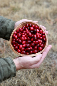 Close-up of hand holding fruits