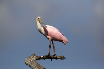 Roseate spoonbill perching on wood in lake