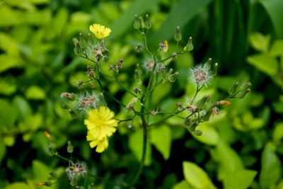 Close-up of plant