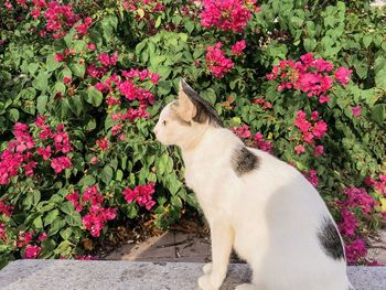 Cat sitting on pink flowers