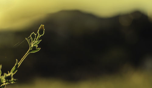 Close-up of plant