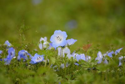 Close-up of purple flowers blooming in field