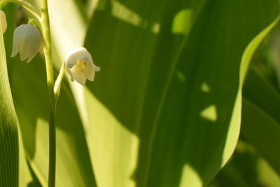 Close-up of butterfly on plant