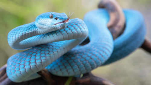 Close-up of snake