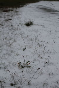 Close-up of frozen water