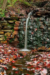 Fallen leaves on water