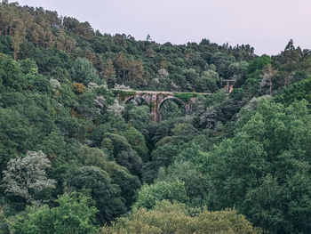 View of bridge and trees in forest