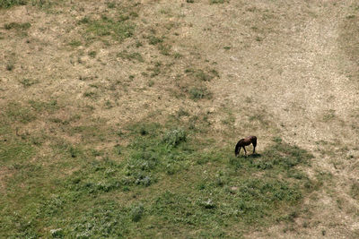 Aerial image of a horse in a pasture near ludina, croatia