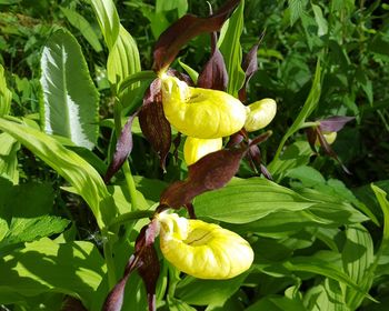 Close-up of yellow flowers