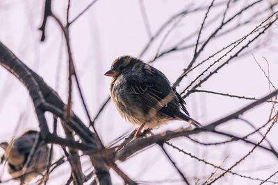 Sparrow on the tree