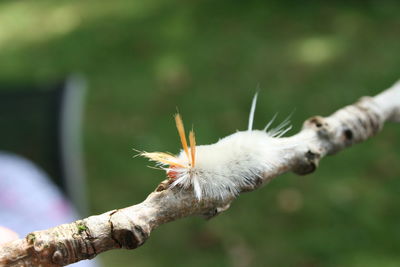 Close-up of bird flying