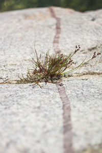 Close-up of insect on rock