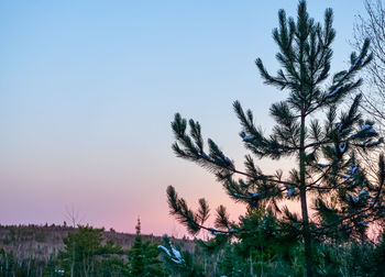 Plants and trees against clear sky at sunset