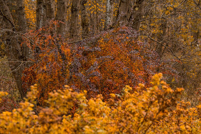 View of autumnal trees in the forest