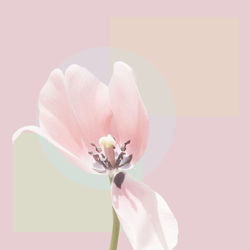 Close-up of pink flower against white background