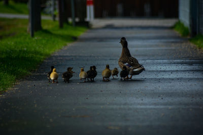 Ducks on a street