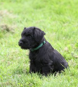 Black dog looking away