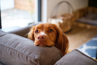 Portrait of dog relaxing at home