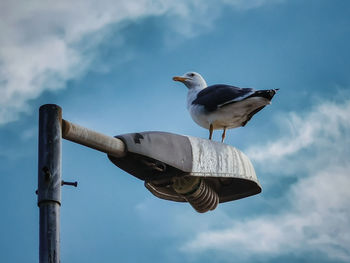 Seagull perching on a bird