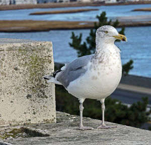 Birds perching on railing