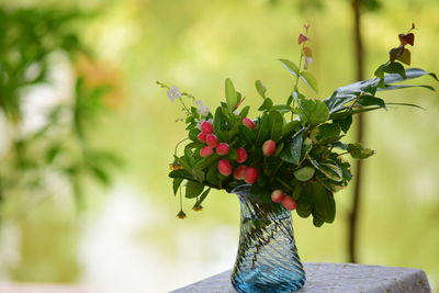 Close-up of red berries on plant