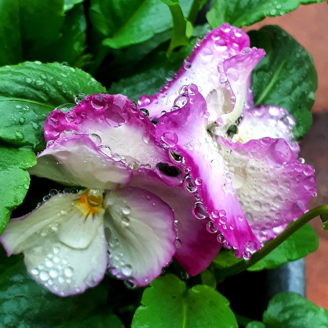 CLOSE-UP OF WATER DROPS ON PINK FLOWER