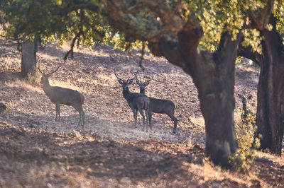 Deer in a forest