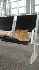 Cat sitting on shelf