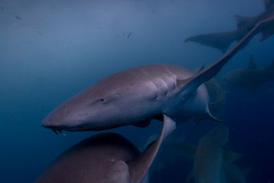 Close-up of fish swimming in sea