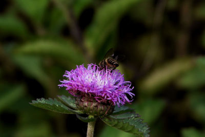 Close-up of bee pollinating on purple flower