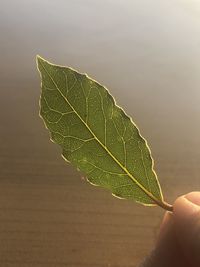 leaf