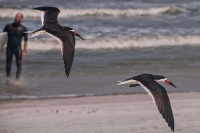 Birds flying at beach