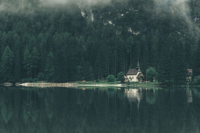 Reflection of trees in water