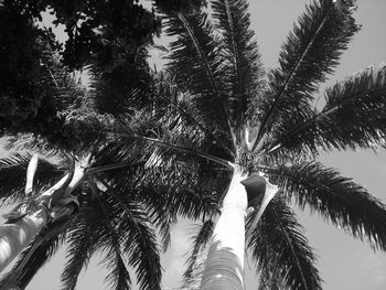 Low angle view of palm trees against sky