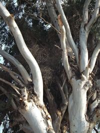 Low angle view of bare trees in forest