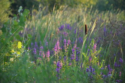 Close-up of purple flowering plants on field