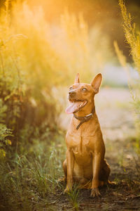 Portrait of dog on field