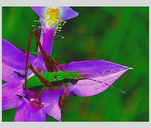 Close-up of purple flowers