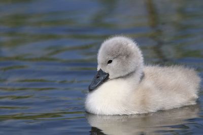 Close-up of a cygnet swimming in lake