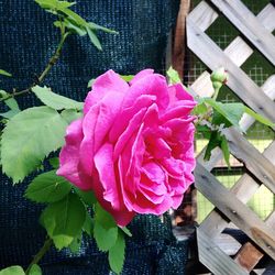 Close-up of pink rose