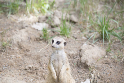 Portrait of an animal on field