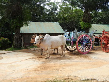Oxen pulling carts