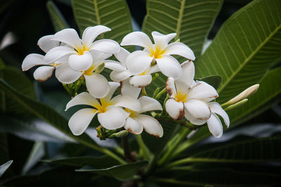 Close-up of white flowering plant