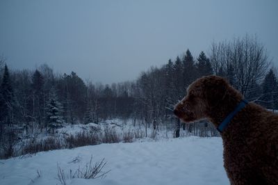 Dog standing on snow covered field